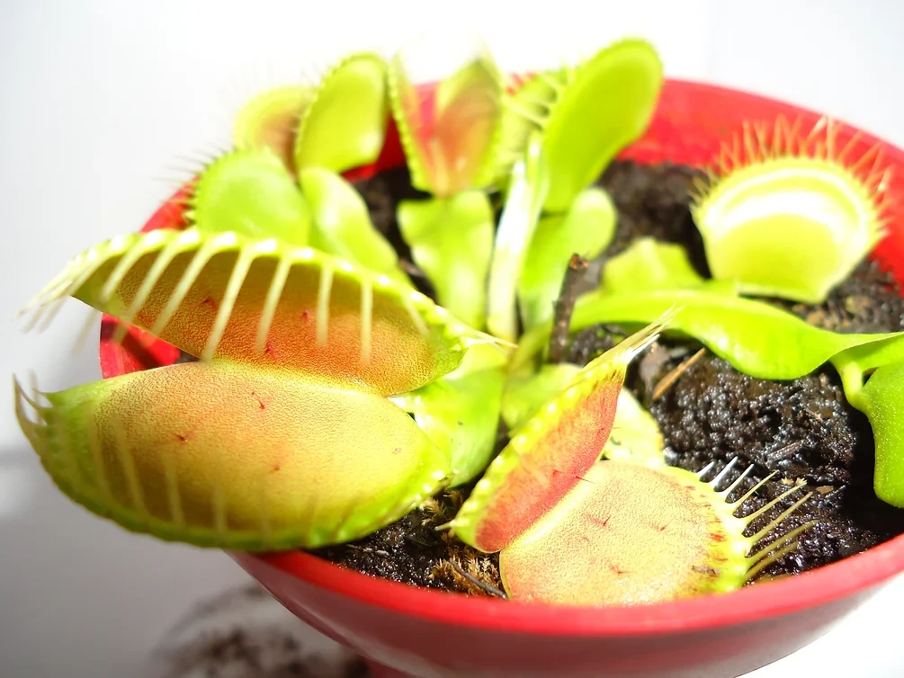 Venus Flytrap B52 Carnivorous Plant, Dionaea Muscipula