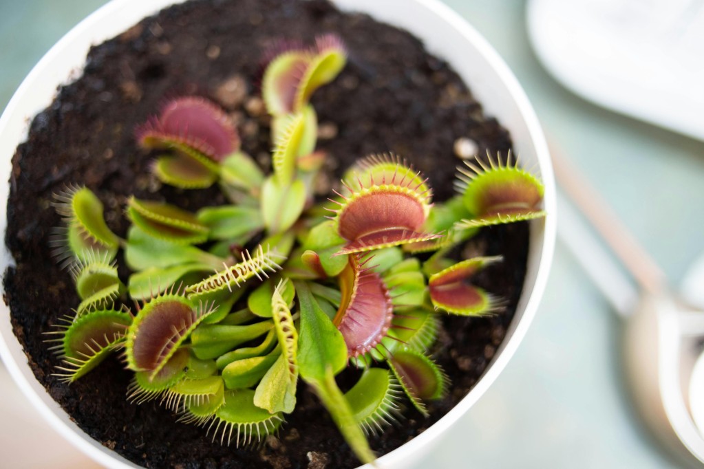 Regular Sized Venus Flytrap in a 3in Pot