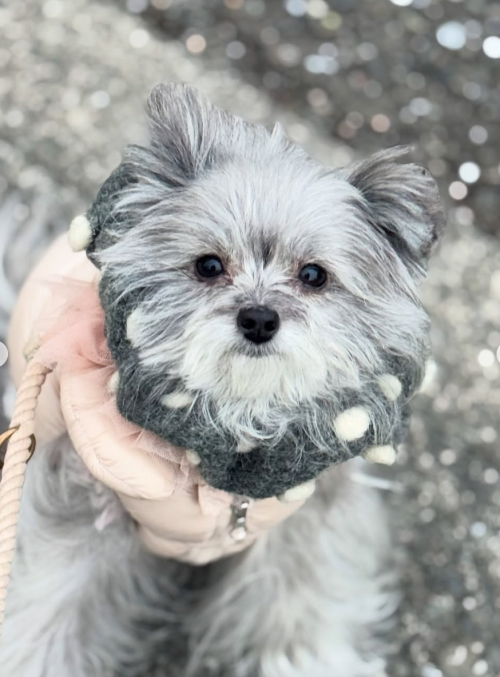 On a walk🦮 #pet #dog #aniamllovers #smallanimal