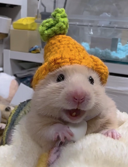 Love this tiny tooth🥰 #pet #hamster #smallanimals