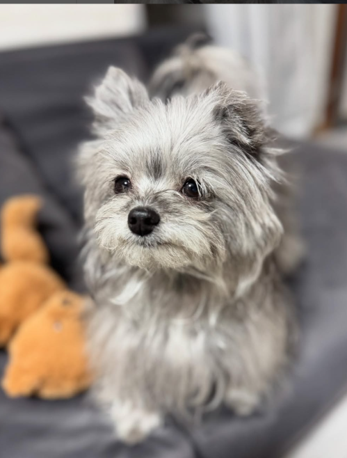 Classy face✨ #dod #pet #smallanimals #animallovers