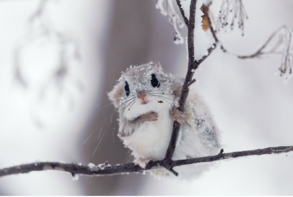Love his hand so much🥰🥰 #flyingsquirrel #siberianflyingsquirrel…
