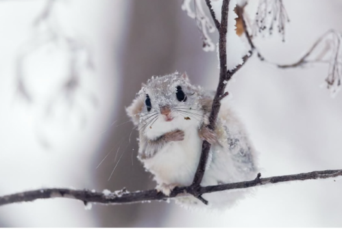 Love his hand so much🥰🥰 #flyingsquirrel #siberianflyingsquirrel…