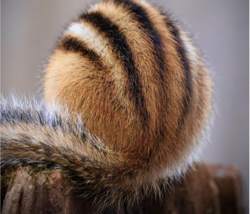 A perfectly round Hokkaido chipmunk curled up for warmth—too cute to…