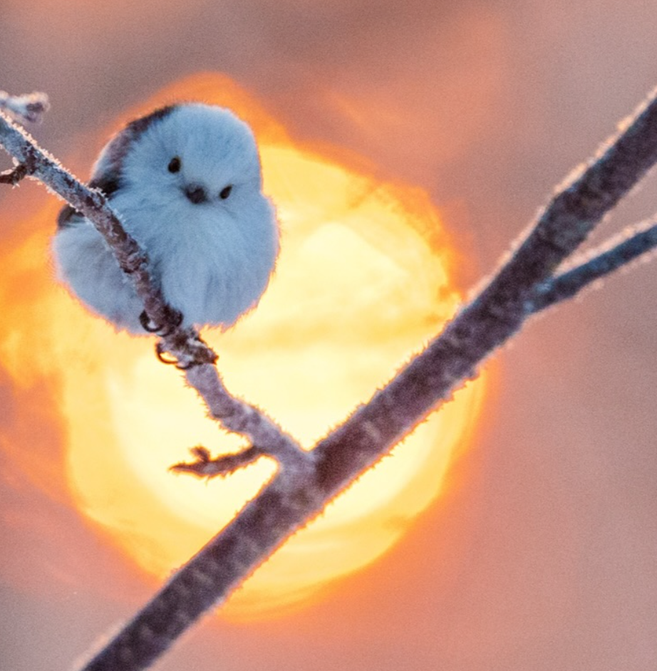 A Long-tailed Tit (Shimaenaga) basking in the golden morning…