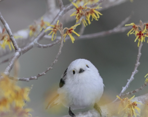 Love his round form🤭✨✨✨ #smallanimal #wildanimals #LongtailedTit…