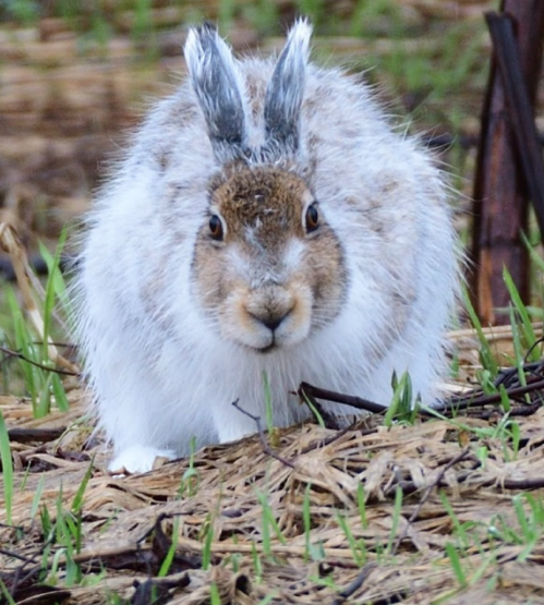 Really sgarp look with super flaffy body!🤣🤣 #rabbit #wildanimals…
