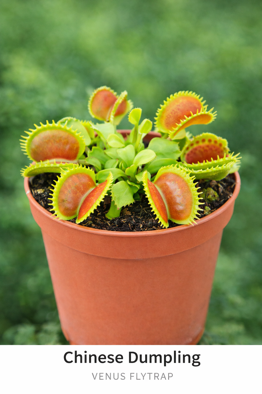 COMING SOON>>>>>> Chinese Dumpling Venus Flytrap A rare and…