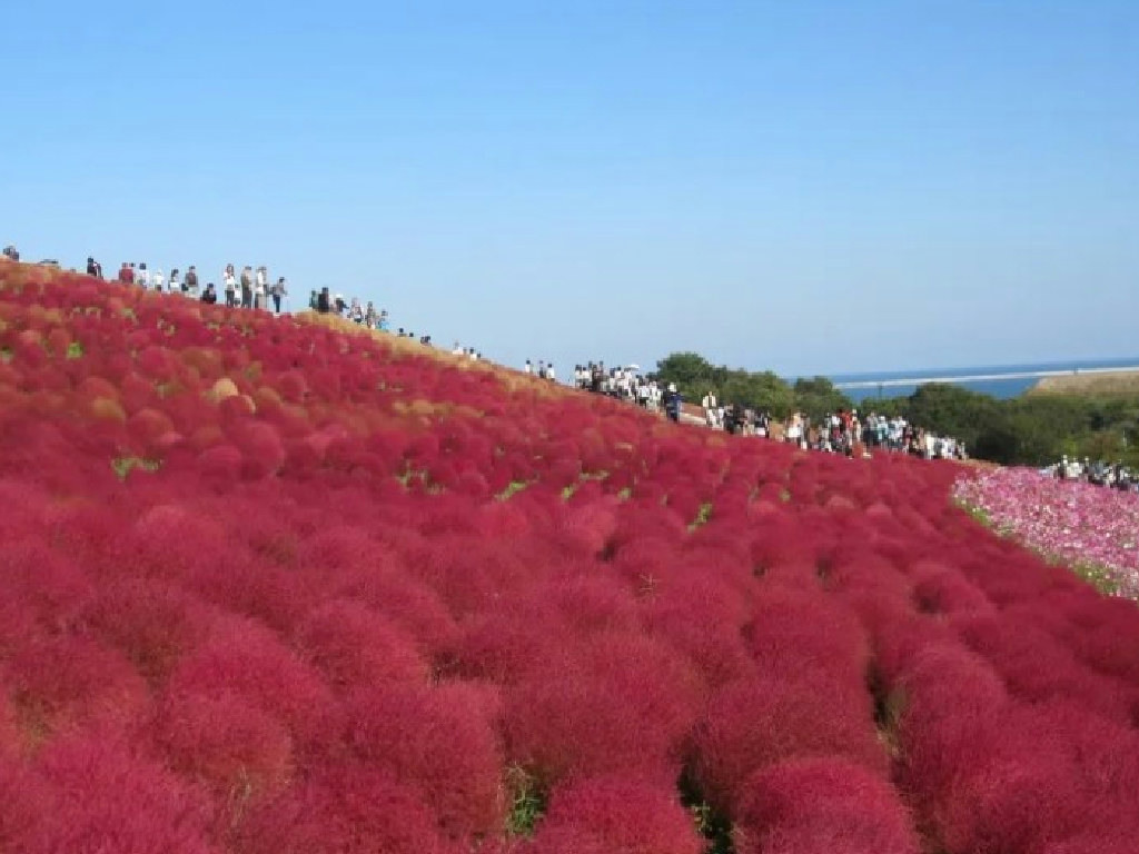 Japan is always a good idea!