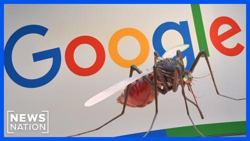 Google wants to release 32 million mosquitoes in California and Florida