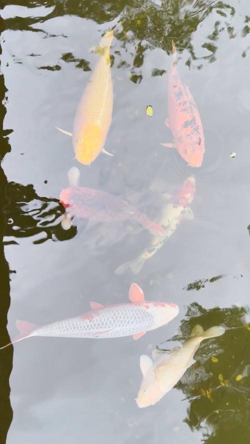 koi pond