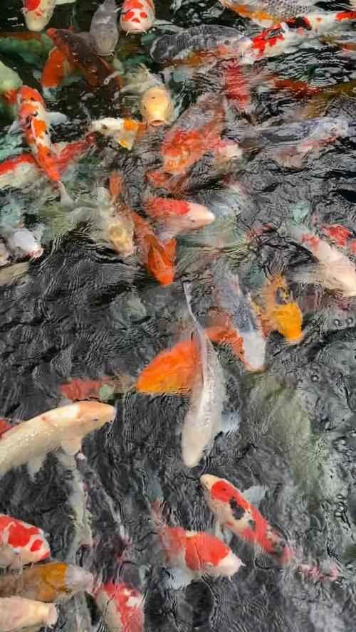 koi pond