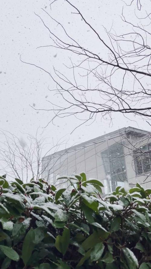 snow falling