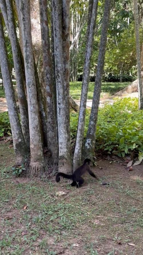 bamboo forest