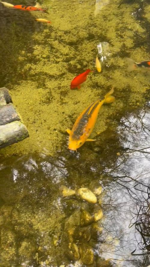 koi pond