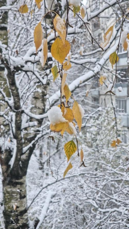 snow falling